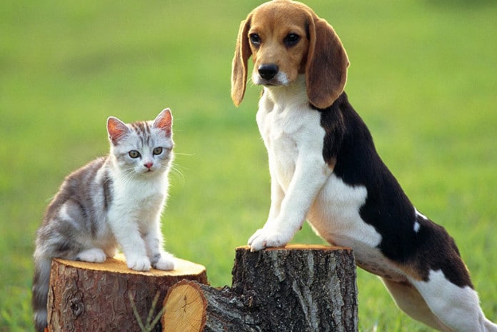 Gato e Cão