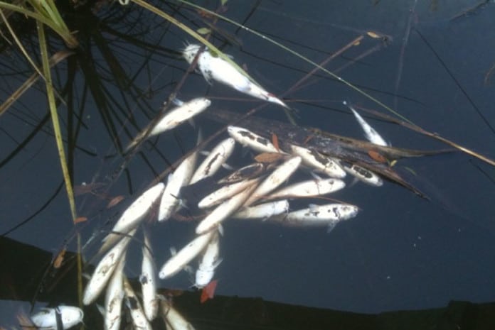 Fenómeno dos peixes mortos em Spruce Creek (Florida - EUA)