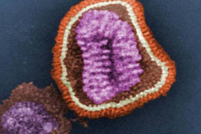 Vírus H5N1 mutante super contagioso