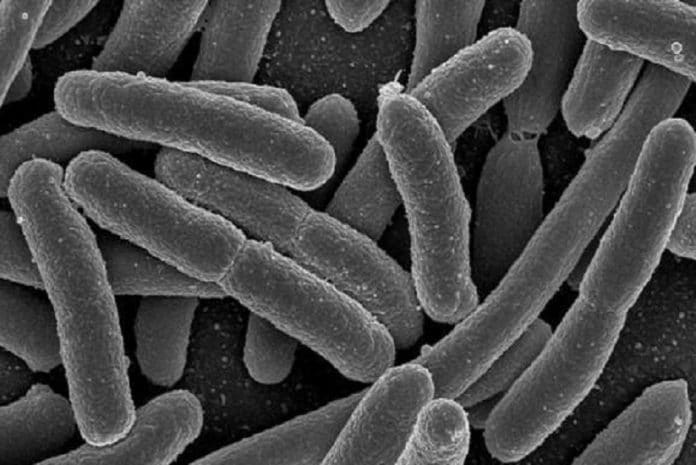 Cientistas sul-coreanos conseguiram criar gasolina usando bactérias intestinais
