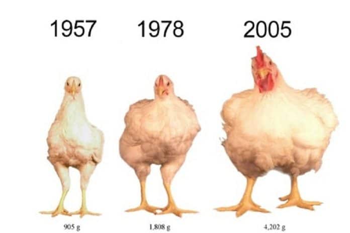 Mudanças na aparência das galinhas ao longo dos anos
