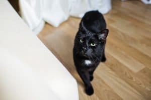Oferecer um gato preto à noiva, presságio de sorte