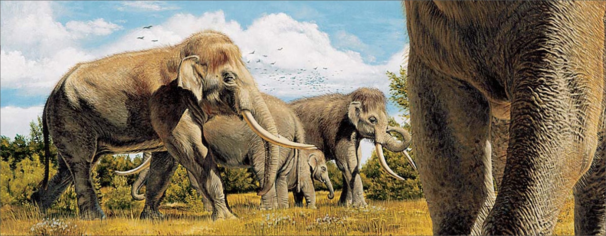 Elephas antiquus