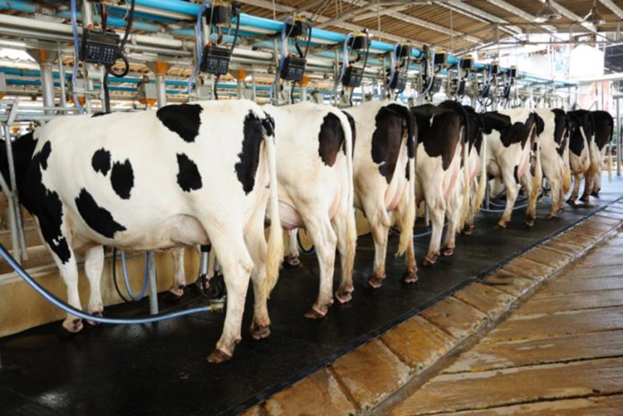 Crueldade animal na obtenção de leite