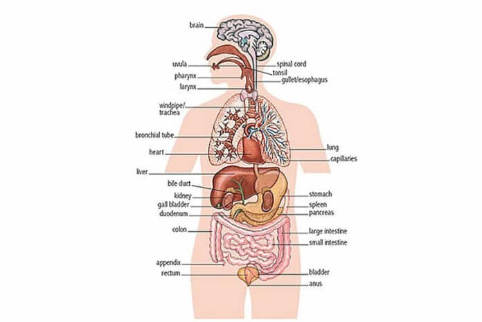 Electromagnetic Radiation and the Internal Organs