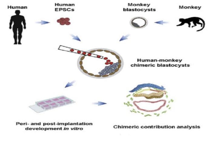 Criação de embriões parte humano parte macaco