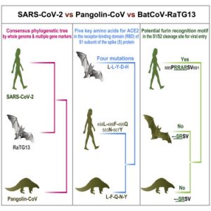 SARS-COV-2. Pangolin-COV e BatCOV